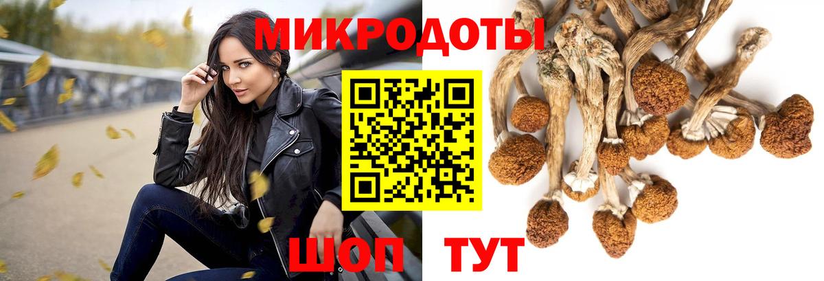 Галлюциногенные грибы Psilocybe Новочеркасск